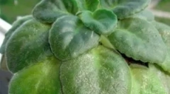 Vrste klopi na vijolice in metode boja proti njim